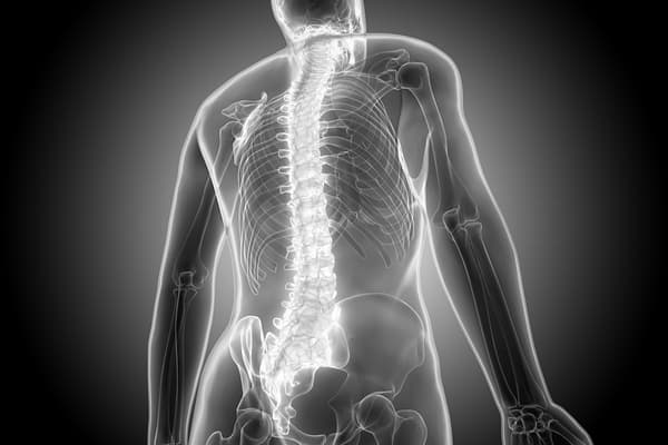 背中の構造画像