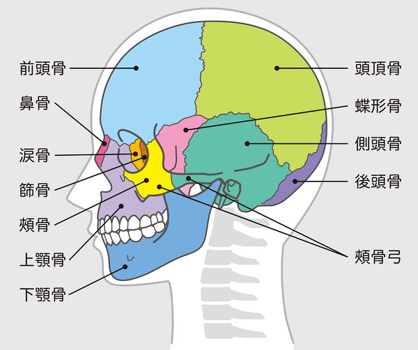 頭蓋骨の構造